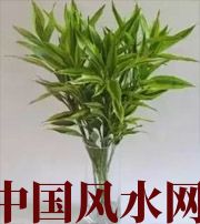 黔东南十二生肖养什么植物最旺财运？你知道吗！